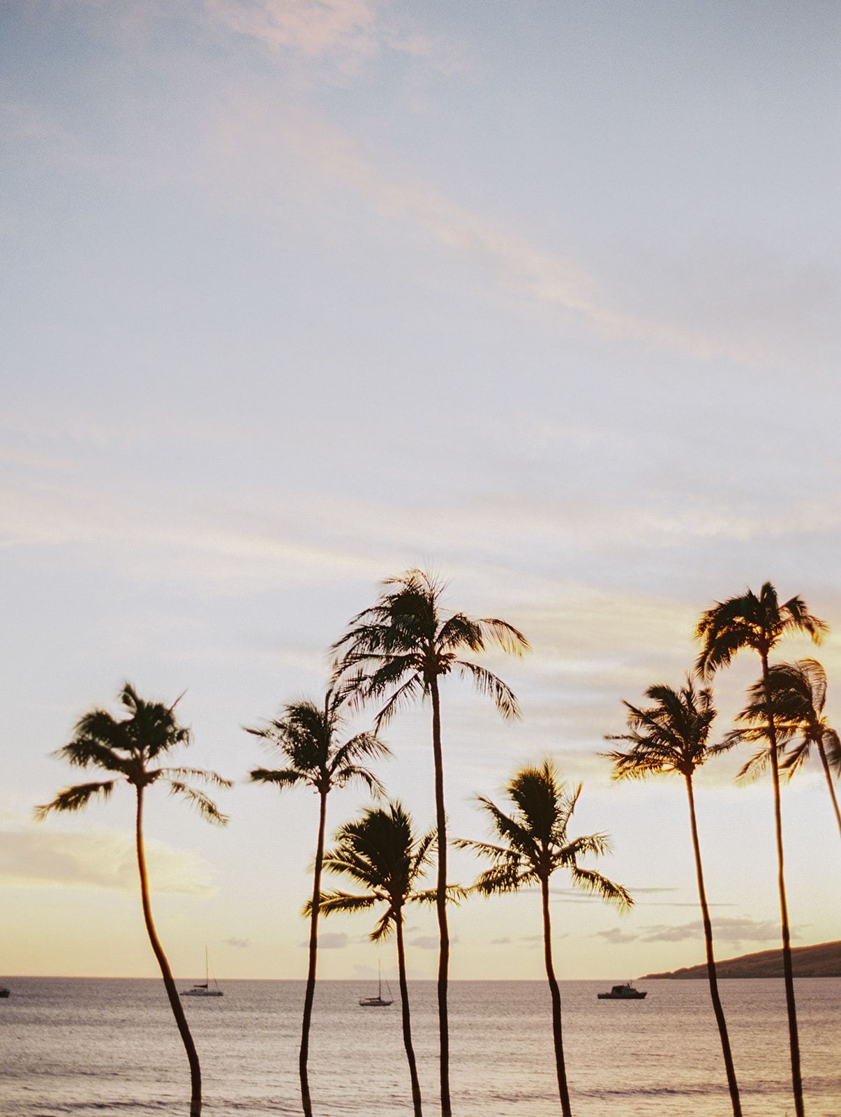 kihei maui hawaii palm trees