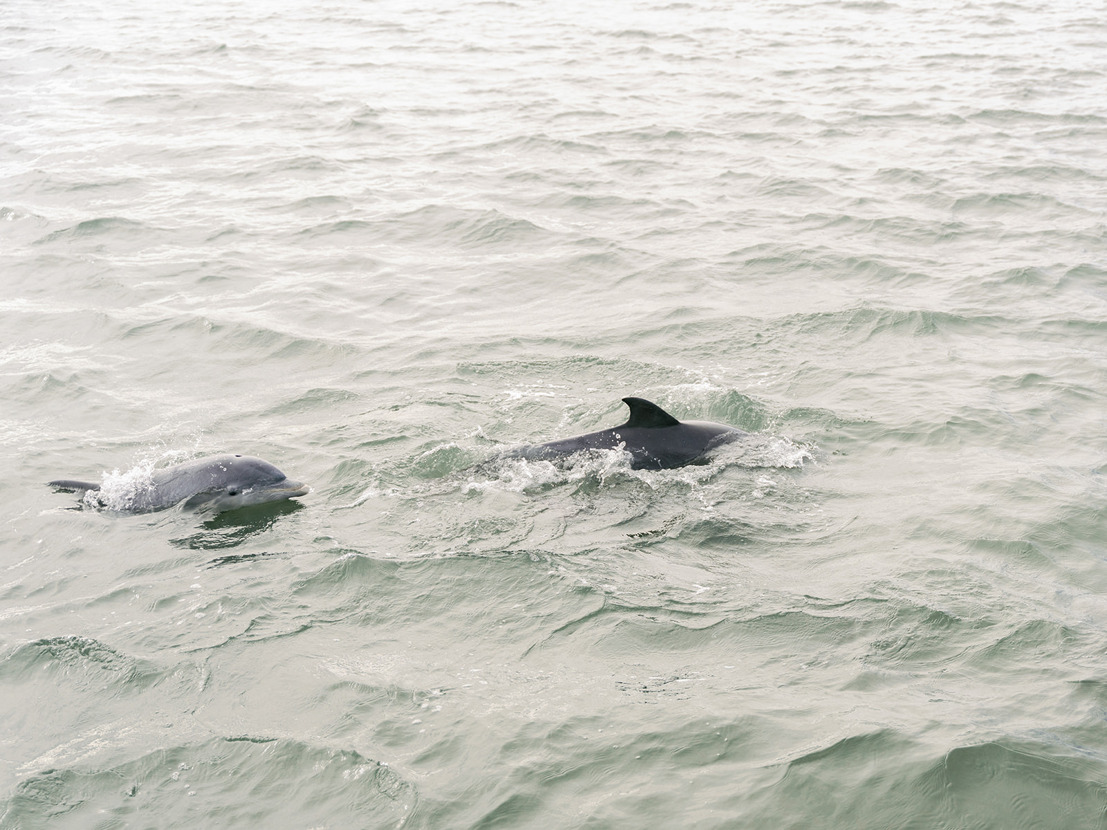 dolphins in charleston harbor